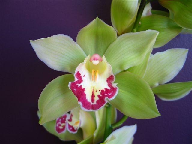 orchid cymbidium green perla farms