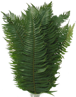 FLAT FERN