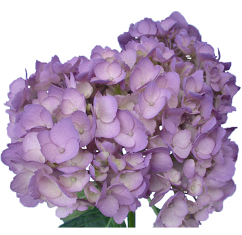 lilac hydrangeas perla farms