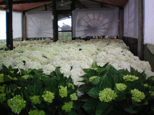 HYDRANGEAS PERLA FARMS