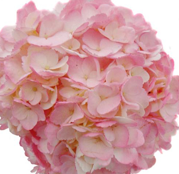 pink hydrangea perla farms