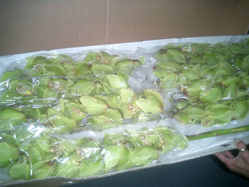 GREEN ORCHIDS,Jade Cymbidiums