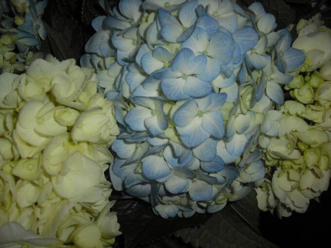 hydrangea