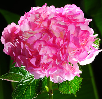 hot pink hydrangeas perla farms