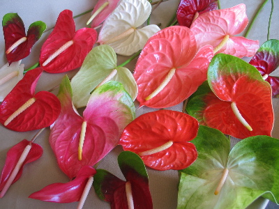 Anthuriums Perla Farms