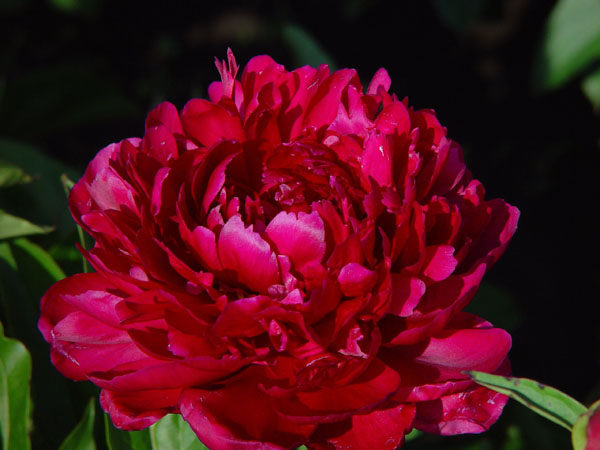 PEONIES PERLA FARMS