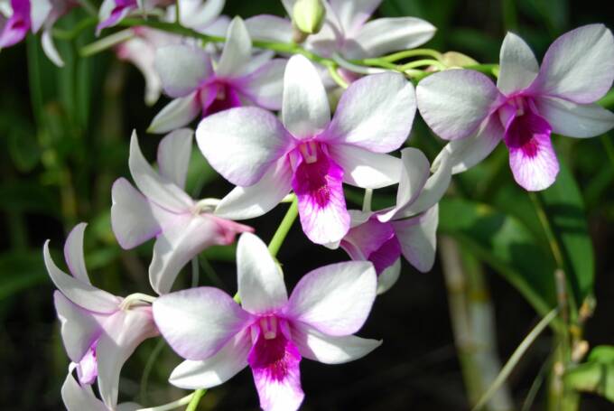 orchid perla farms