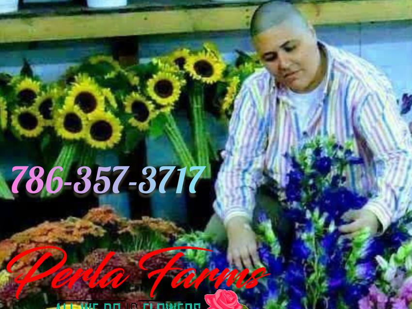 Mario the Flowerman call 305-953-8589 I will be happy to assist you.  God bless you. Smile and be happy.  Mario the flowerman