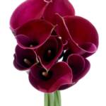 Red Calla