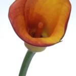 Orange Calla