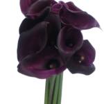 Purple Callas