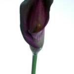 Calla Wedding Flowers