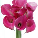  Pink Callas