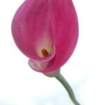 Pink Calla