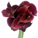 Purlple Callas