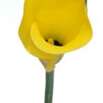 Yellow Calla