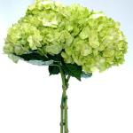 Hydrangea Green