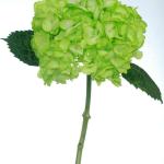 Green Hydrangea