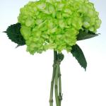 Green Hydrangeas