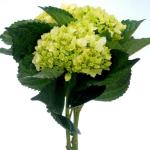 Mini Green Hydrangeas