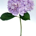 Purple Hydrangea