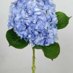 Blue Hydrangea