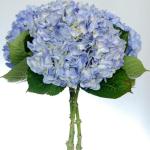 Hydrangeas Blue