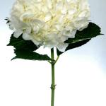 White Hydrangea