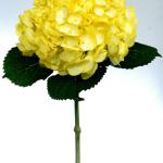 Yellow Hydrangea