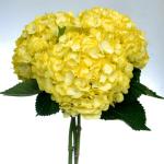 Yellow Hydrangeas