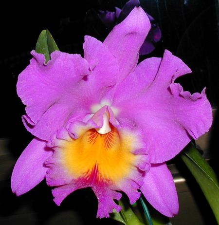 purple cattleya